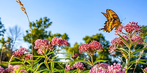 Keystone Natives: Powerhouse Plants for Pollinators