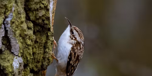 Eastside Audubon Bird Walk