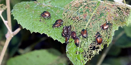 Integrated Pest Management