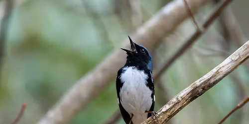 Spring Migration Bird Walk