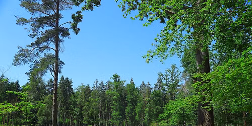 Chichester Networking in The Woods at The Oakwood Escape