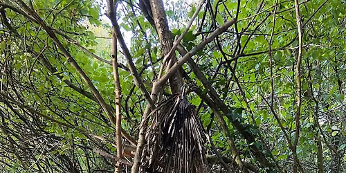 Family Forest School Experience