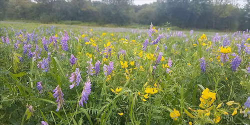 Plant sensing expedition at Hinksey Meadows, Oxford