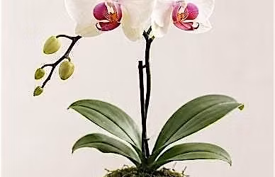 Kokedama