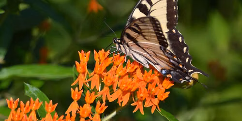 North American Butterfly Association (NABA) Butterfly Count 2026