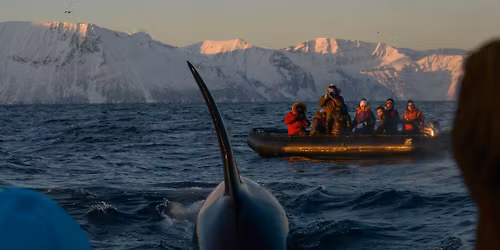 ORCA Expeditions in NORWAY | 1-7 November 2025