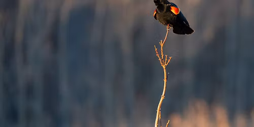 Birding Tour Claytor Lake