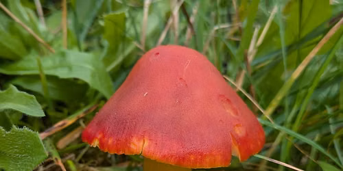 Sussex Wildlife Trust Guided Fungi Walk - with Senior Gardener Elliot Chandler