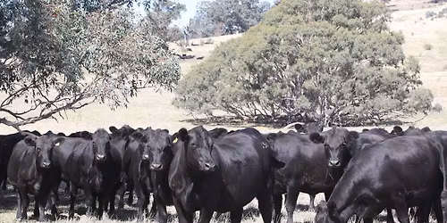 Mature Herd Dispersal