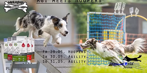 Mai Agility Turnier mit Hoopers am Freitag in der DWA 
