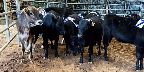 SORTING ROUND ROBINS