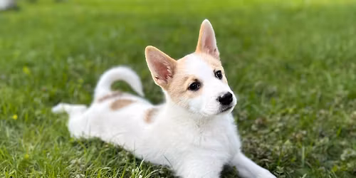 Suonenjoen pentu- ja ryhm\u00e4n\u00e4yttely (1,3,5 & 8) 25.-26.7.2026