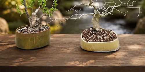 Hand Building \u2013 Bonsai Pots, 2 sessions