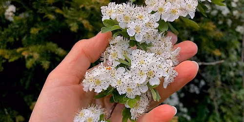The Nature of Wellbeing: connect with nature for wellbeing and enjoyment