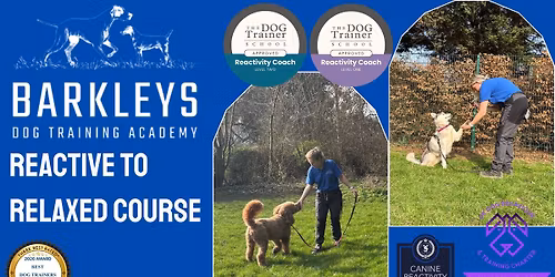 \u2728 NEW COURSE - Reactive To Relaxed Course 