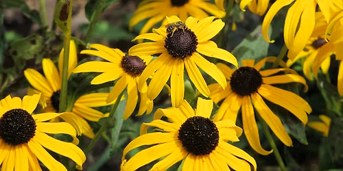 Attracting Pollinators to Your Yard