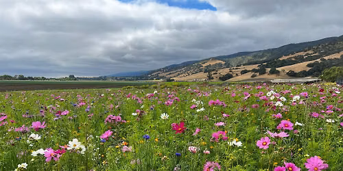 Flower Field Photo Session