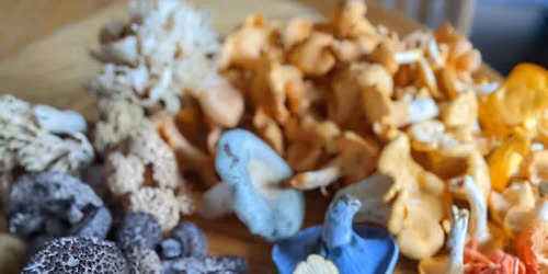 Unearth a Story: Foraging Mushrooms of the Ozarks