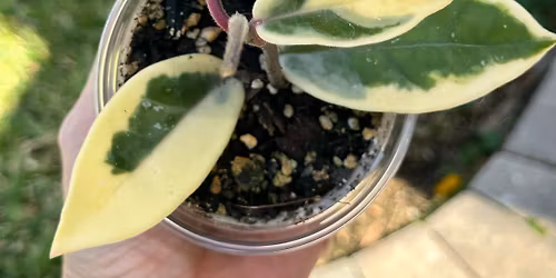 Plant Sale!! Downtown Melbourne Farmers Maeket