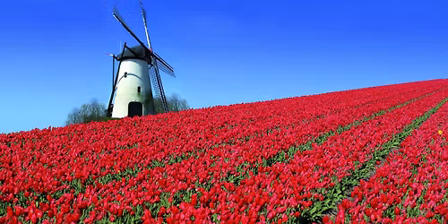 Keukenhof Tulip Express | April 26, 2026 | \u20ac149