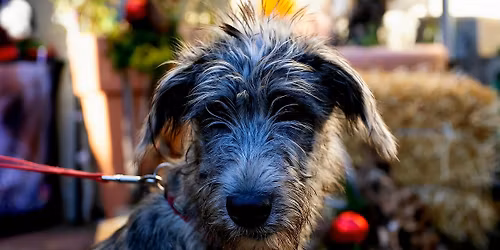 Hundeweihnachtsmarkt - 1. WE