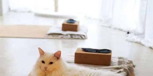 Kirtan & Cats | Cat Yoga