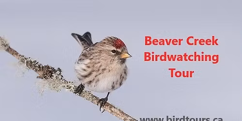 Beaver Creek Birdwatching Tour