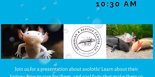All About Axolotls
