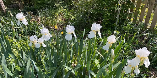 Middle TN Iris Society June Meeting