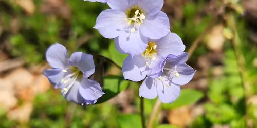 Finding Wildflowers - A flowery adventure. \ud83c\udf38