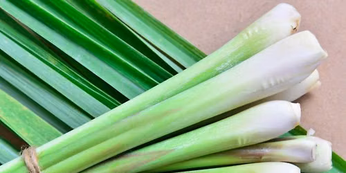 Lemon grass