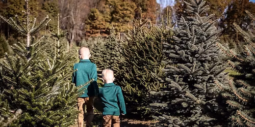 Christmas Tree Farm Mini Sessions