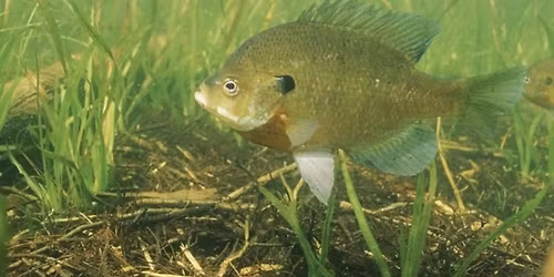 20th Annual Bluegill Fishing Contest & Raffle