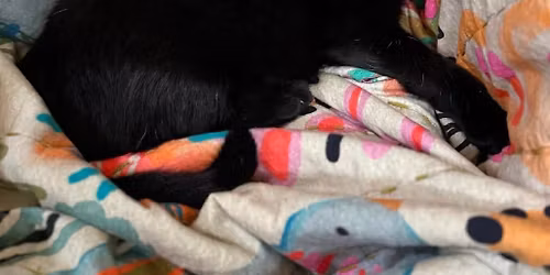 Adoption Event - Madison