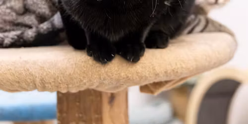 MadCat Adoption Fair!