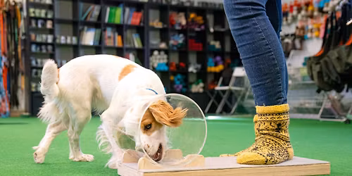 Smartdog-testipäivä Porvoossa