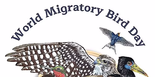 Every Bird Counts \u2013 Your Observation Matters