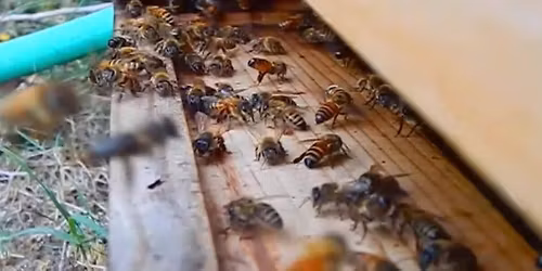 Beginner Beekeeping class