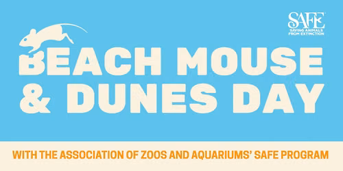 Beach Mouse and Dunes Day