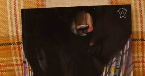 \ud83c\udf41 Follow the Bear