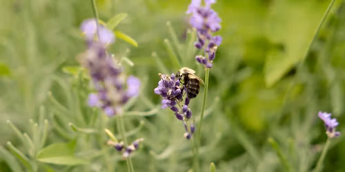 Buzz & Bloom Day at the Minnesota Zoo