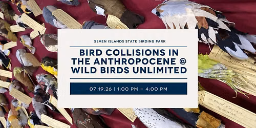 Bird Collisions in the Anthropocene @ Wild Birds Unlimited