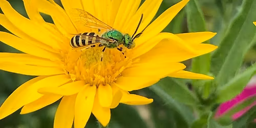 Hidden Pollinators: Nebraska\u2019s Tiny Bees and Their Relationships with Native Plants