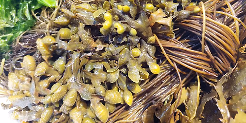 Tangsafari med Dansk Tang 