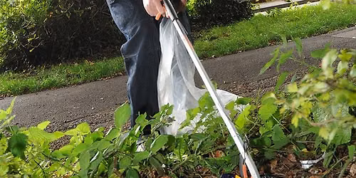 Glastonbury in Bloom Litter Pick- Britain in Bloom Judging Day