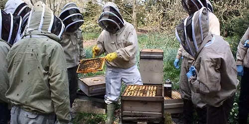 Introduction to beekeeping