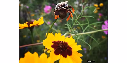 Frederick County Master Gardeners:  The Natural Garden