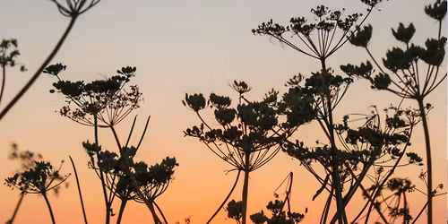 Summer Solstice Dusk-till-Dawn Walk