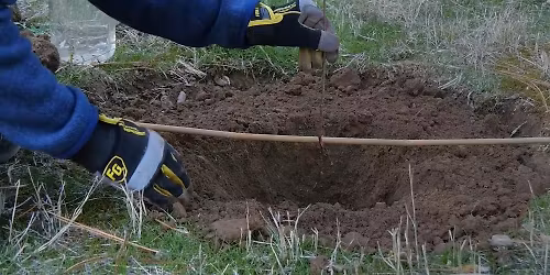 Bare Root Planting Class