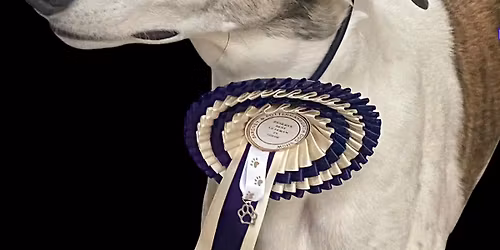 Dog Show